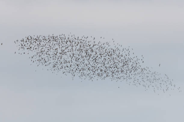 istock Shorebirds, Dunlin (Calidris alpina) migrating north in the Vacares pond in spring. 1488339393