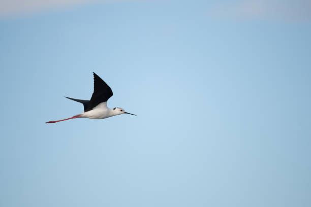 istock Black-winged stilt (Himantopus himantopus) in flight over marshes. 1488339419