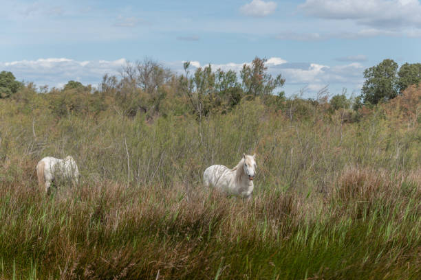 istock Camargue horses feeding in the marshes. 1488339462