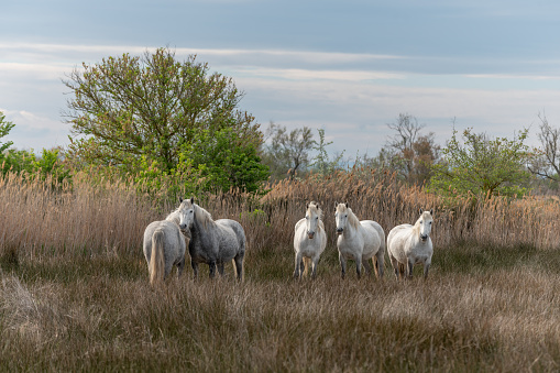 Camargue horses feeding in the marshes. Saintes Maries de la Mer, Parc naturel regional de Camargue, Arles, Bouches du Rhone, Provence Alpes Cote d'Azur, France.