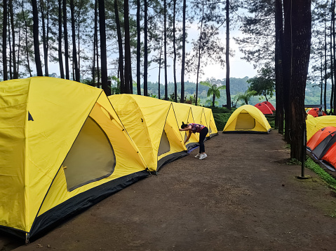 campsite in a pine forest, rows of yellow tents under the pines