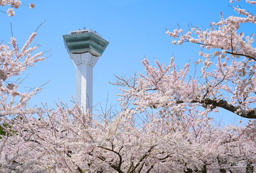 Goryokaku Tower in spring season with Cherry blossom blooming and blue sky at Hakodate City, Hokkaido, Japan.