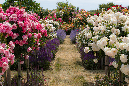 a footway between a variety of rose bushes in different colors with lavender and catnip