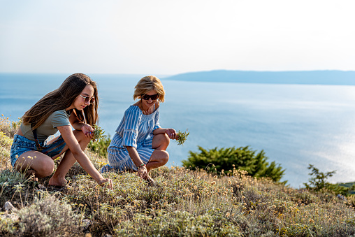 Mother and Daughter Picking Wild Aromatic Herbs  Growing on the Mediterranean Coastline Hills, Croatia