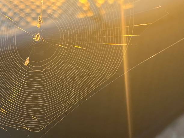 Spider Web in Morning Dew stock photo