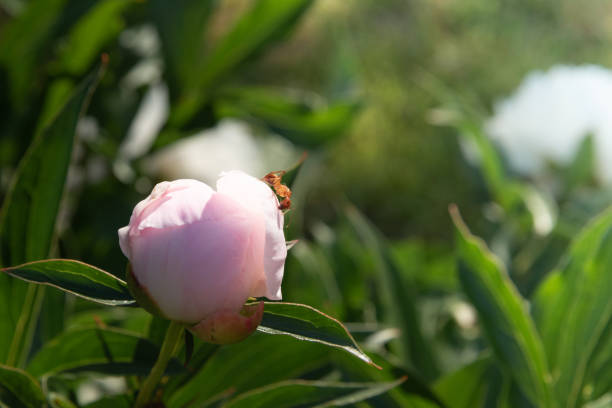 istock Red ant on a pink peony bud in the morning sun. 1488344297