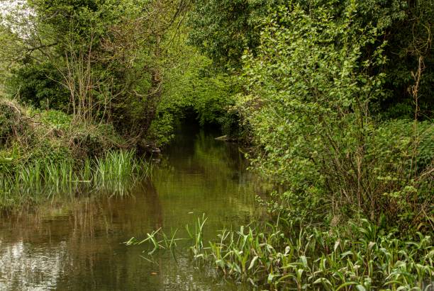 istock On The Banks Of A Mill Pond. 1488345249
