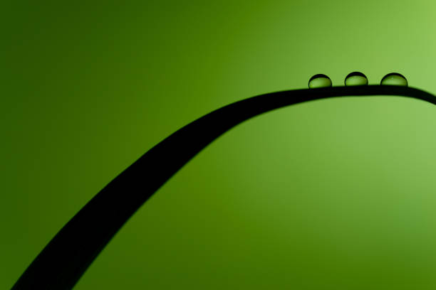 Close up image of  beautiful rain drops collected on a blade of grass with green background and copy space