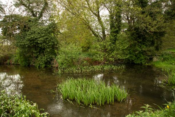 istock On The Banks Of A Mill Pond. 1488346122