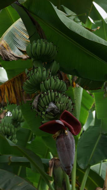 istock Banana tree is bearing fruit 1488346523