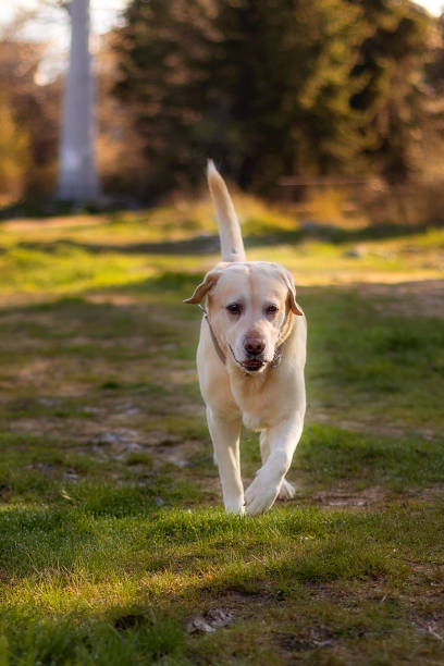 istock Biege Labrador dog walking in the park 1488347827