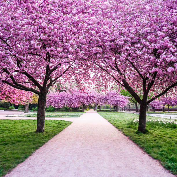 istock Blossom treese in the park 1488348533