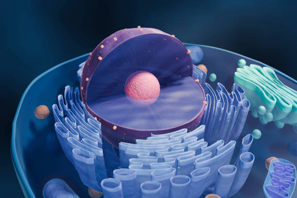 jądro komórkowe (komórka zwierzęca) - nucleolus zdjęcia i obrazy z banku zdjęć