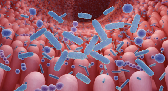 Microbiome, Intestinal bacteria