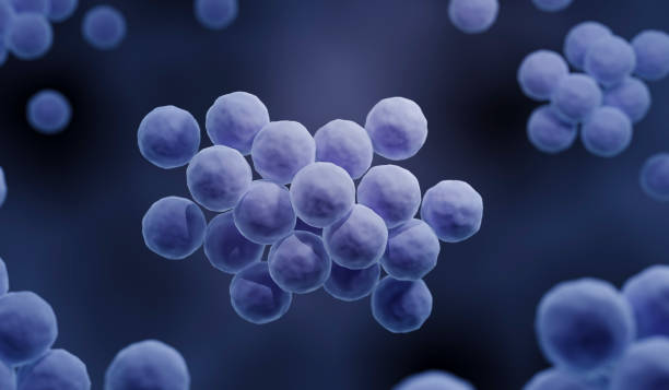 황색포도상구균, mrsa 박테리아 - staphylococcus aureus 뉴스 사진 이미지