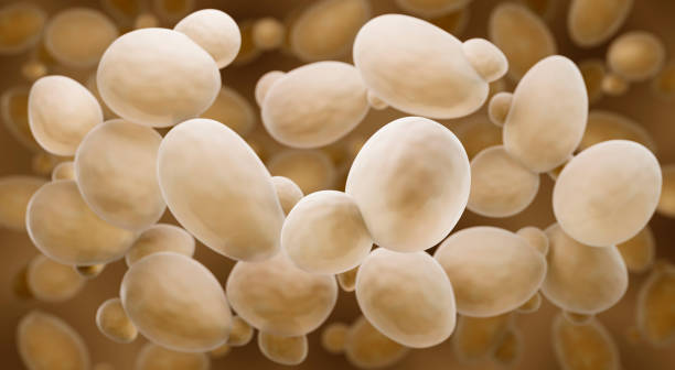 Saccharomyces cerevisiae yeast Saccharomyces cerevisiae also known as Baker's or Brewer's yeast yeast cells stock pictures, royalty-free photos & images