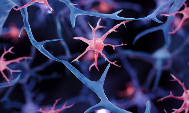 glial cell (microglia) - amyloid bildbanksfoton och bilder