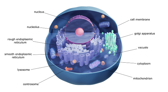 Illustration of animal cell anatomy