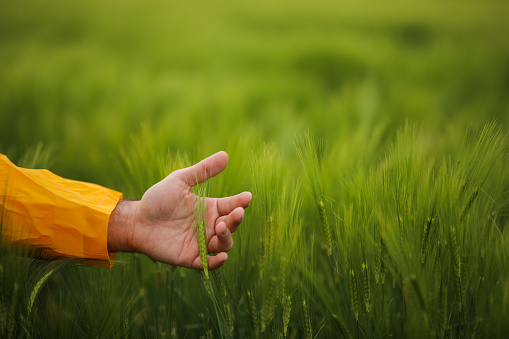 Hand Touching Wheat, Spring Time in Nature,  Farmer , Agriculture And Agricultural Field , Clean Air