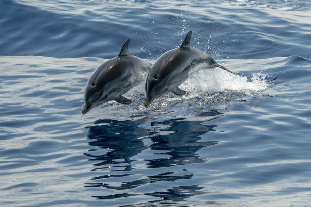 istock Happy Striped dolphins jumping outside the sea 1488351429
