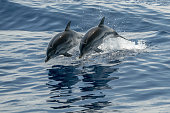 Happy Striped dolphins jumping outside the sea