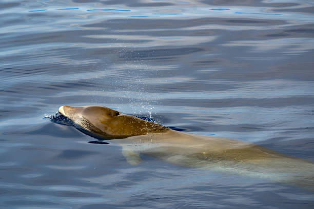 istock Cuvier Beaked whale dolphin Ziphius cavirostris underwater 1488351444