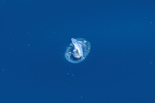 By the Wind Sailor - Velella velella hydrozoea jellyfish