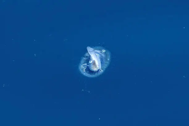 Photo of By the Wind Sailor - Velella velella hydrozoea jellyfish on blue sea