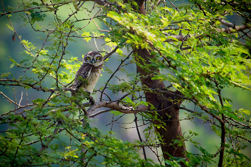 Spotted Owlet Bird Stock Photo