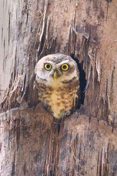 Spotted Owlet Bird Stock Photo