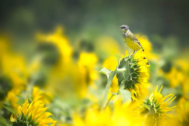 istock Bird at the Sunflower garden 1488352580