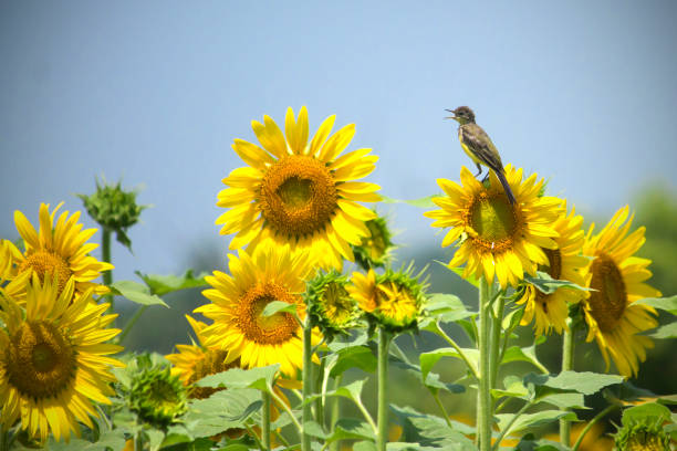 istock Bird at the Sunflower garden 1488352583