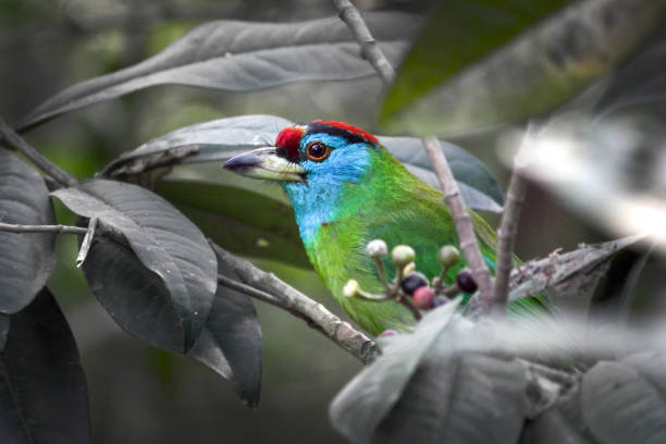 Blue Throated Barbet (Megalaima_asiatica)