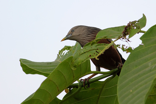 Chestnut tailed Starling Bird Stock Photo