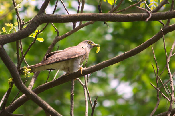Common Hawk Cuckoo nature stock photos
