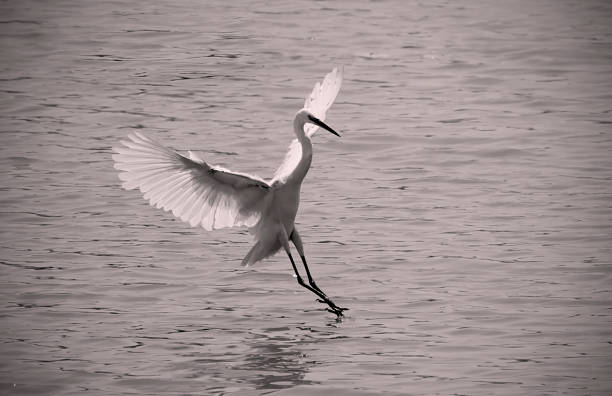 istock Great Egret bird photos 1488352645