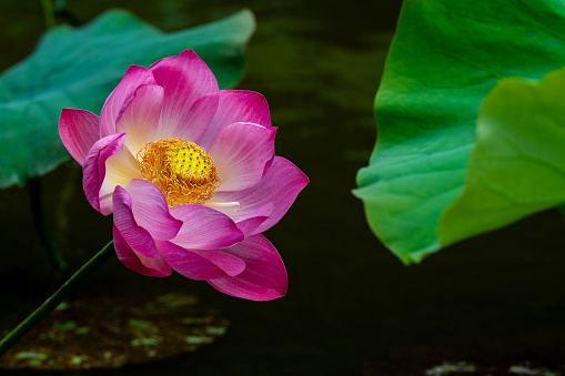 lotus flower