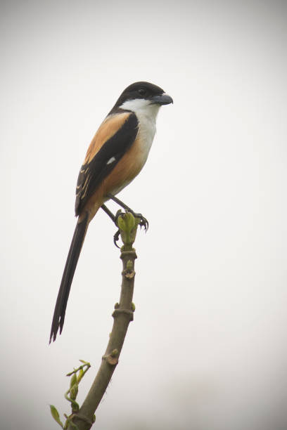 istock Long-tailed Shrike Bird Stock Photo 1488352779