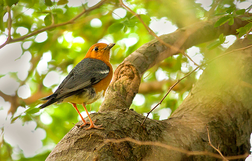 Orange-headed Thrush Bird Stock Photo
