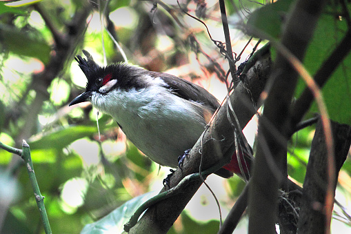 Red-whiskered Bulbul Bird Stock Photo