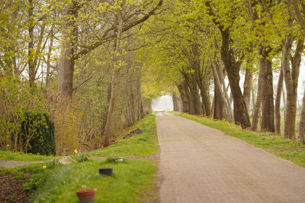 istock An alley of trees. Tree lined footpath through park. 1488353068