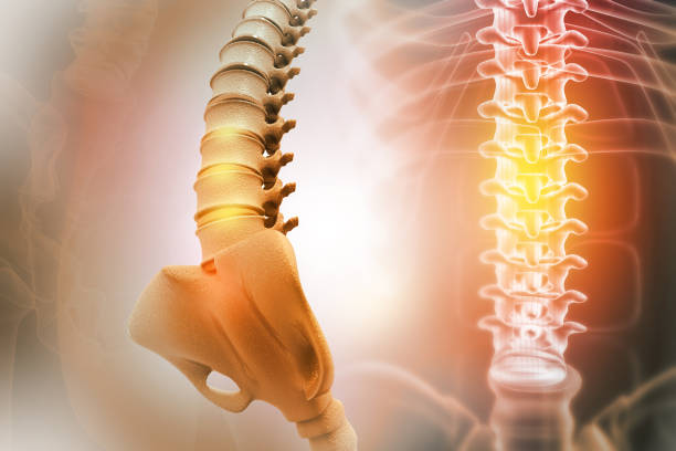istock Human spine on scientific background. 3d illustration 1488353257