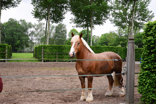 The typical brown Brabançon horse in its natural environment