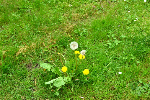 Weeds in lawn. Yellow flower after growing period, becomes white and fluffy and at the slightest wind flies away and multiplies by that flying white seed in your beautiful expensive well kept lawn