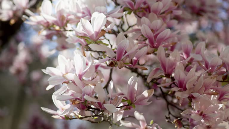 A close-up shot of pink magnolia blossom in sunny day