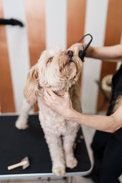 istock Professional dog grooming 1488354510