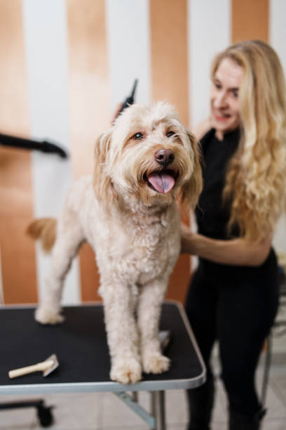 istock Professional dog grooming 1488354511