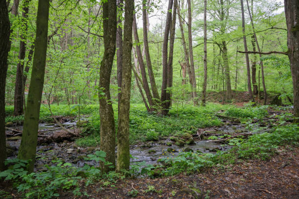 istock Stream of water in beautiful decidual forest 1488354643
