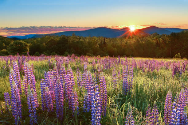 istock Sunrise over Sampler Field in Sugar Hill, NH - Lupines 1488356226