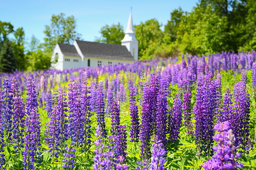Church in a field of lupines